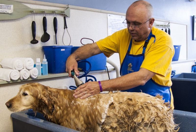 toiletteur-ENTRECASTEAUX-min_dog-bath-682169_1280